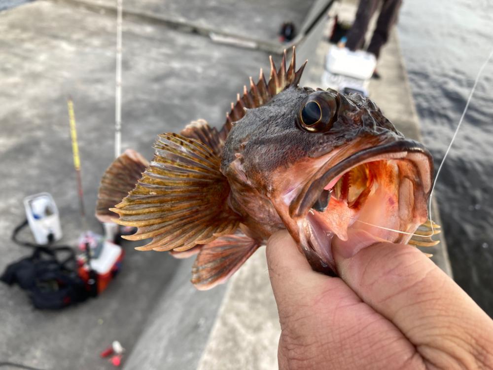 ニガ潮が残ってる感じでした