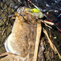 まさかのマゴチ！！