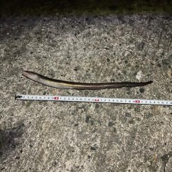 さかなちゃん釣り日記　本荘人工島