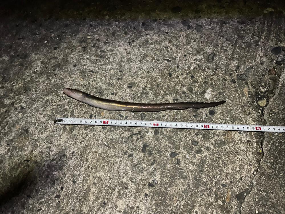 さかなちゃん釣り日記　本荘人工島