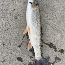 北海道チカ釣り！