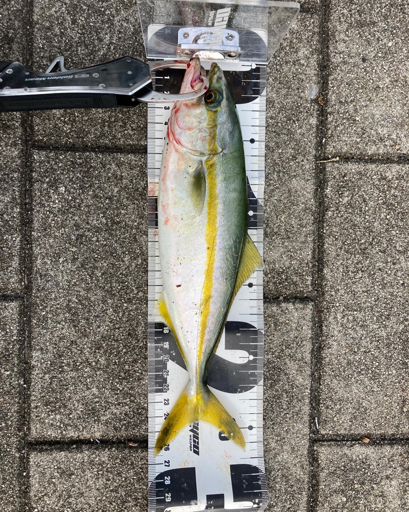 湾奥コスモ青物調査。ツバス30cm。。