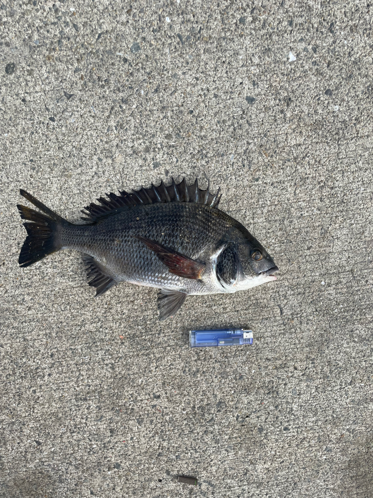 いつもの場所で、いつものフカセ釣り!