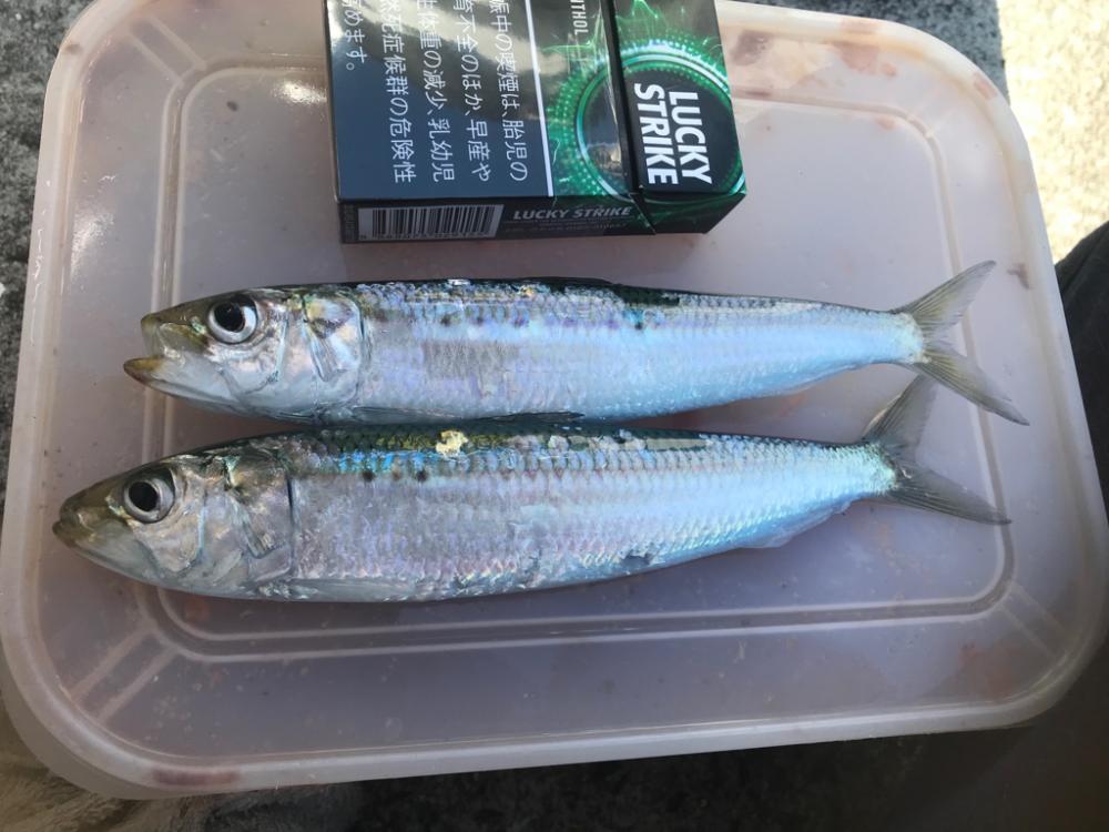 大羽イワシ少なくなった。