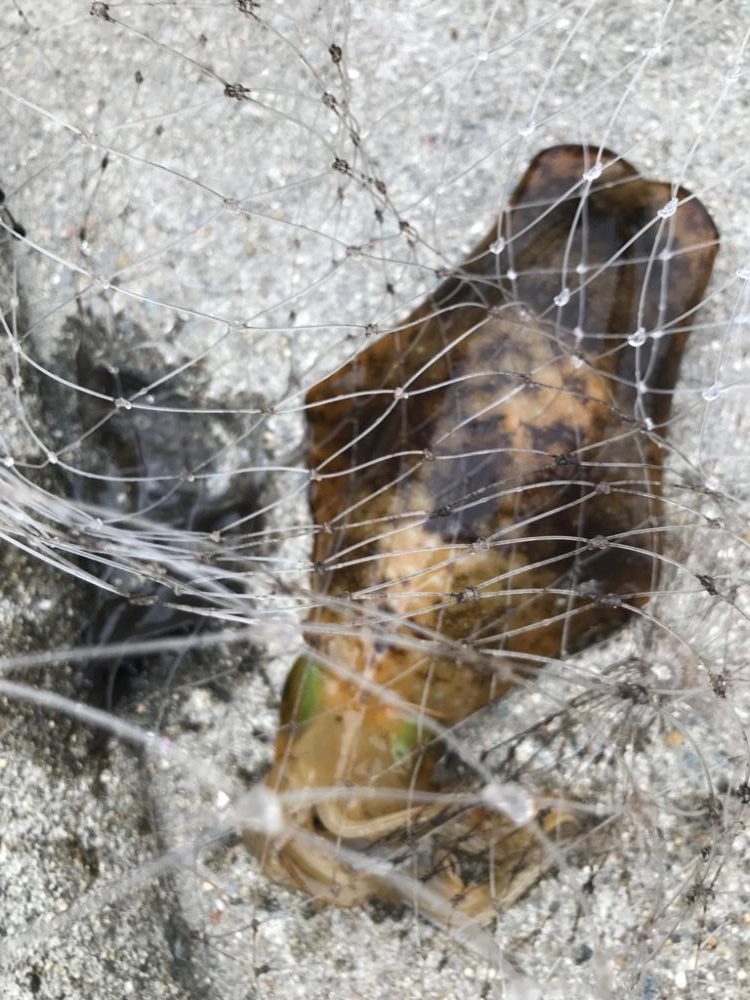 梅雨イカWヒット!!おもつらーい!!