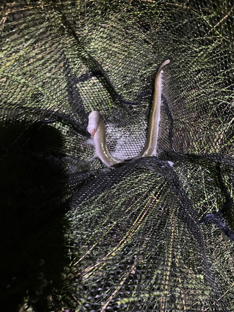 夕方にぶっ込み釣り