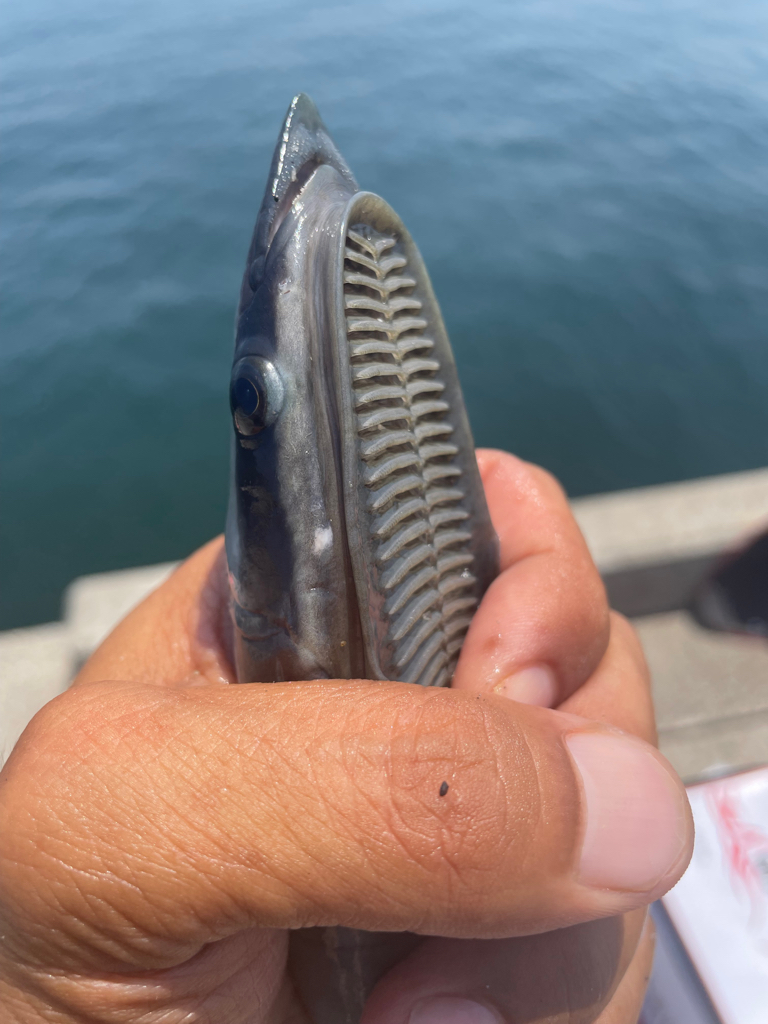 フカセでチヌ・グレ・コバンザメ!