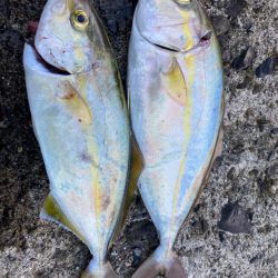 ショアジギング