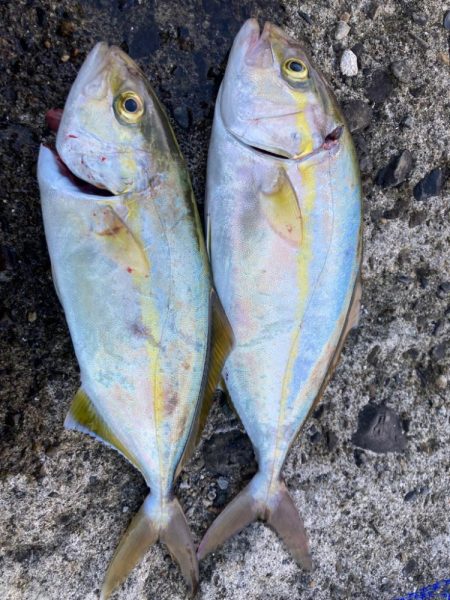 ショアジギング