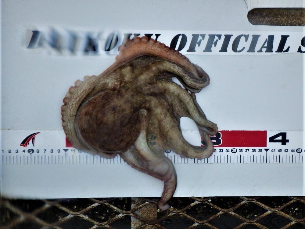 タコ釣りで大物が！？