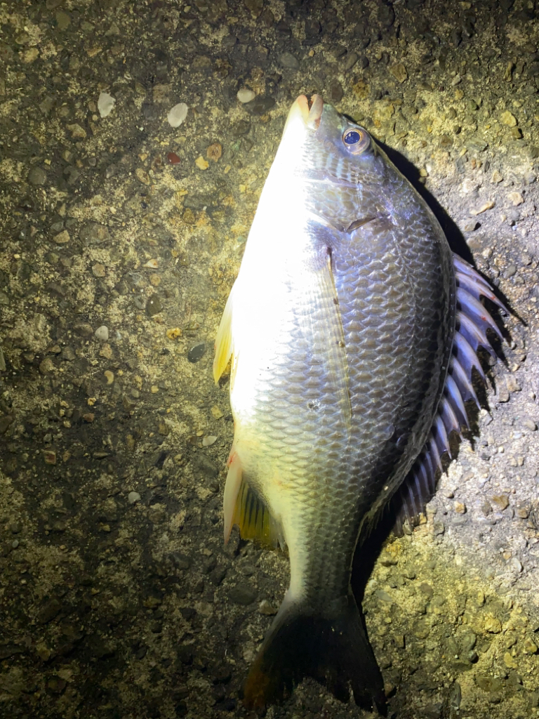 ヘチってきました