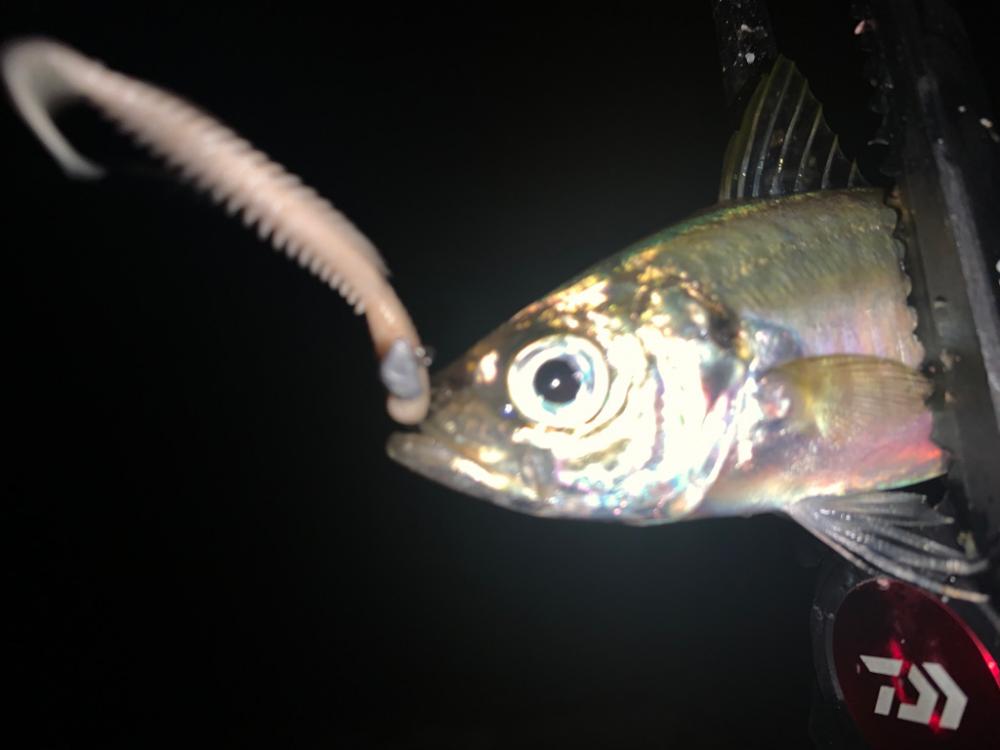 キジハタにアジに癒される