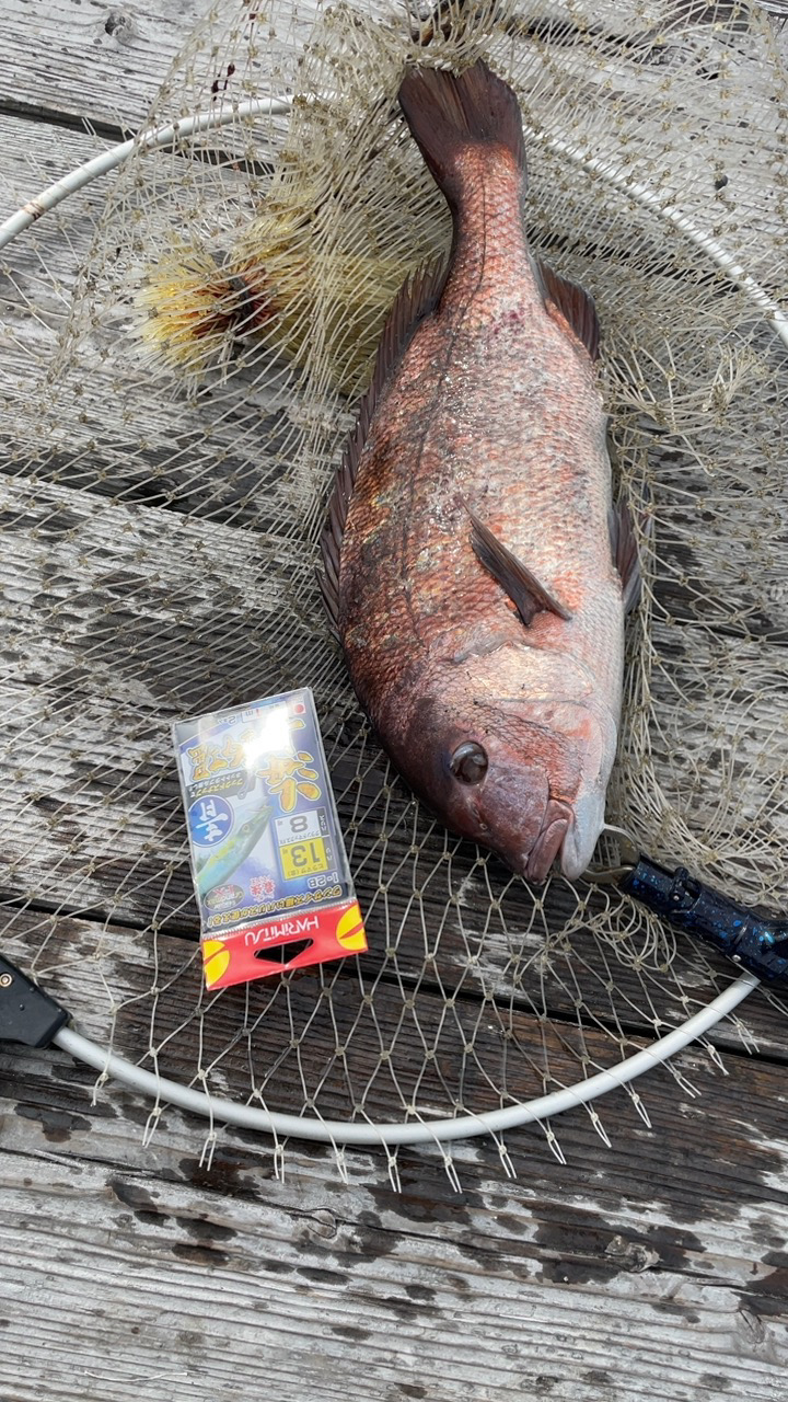 釣堀海恵の釣果