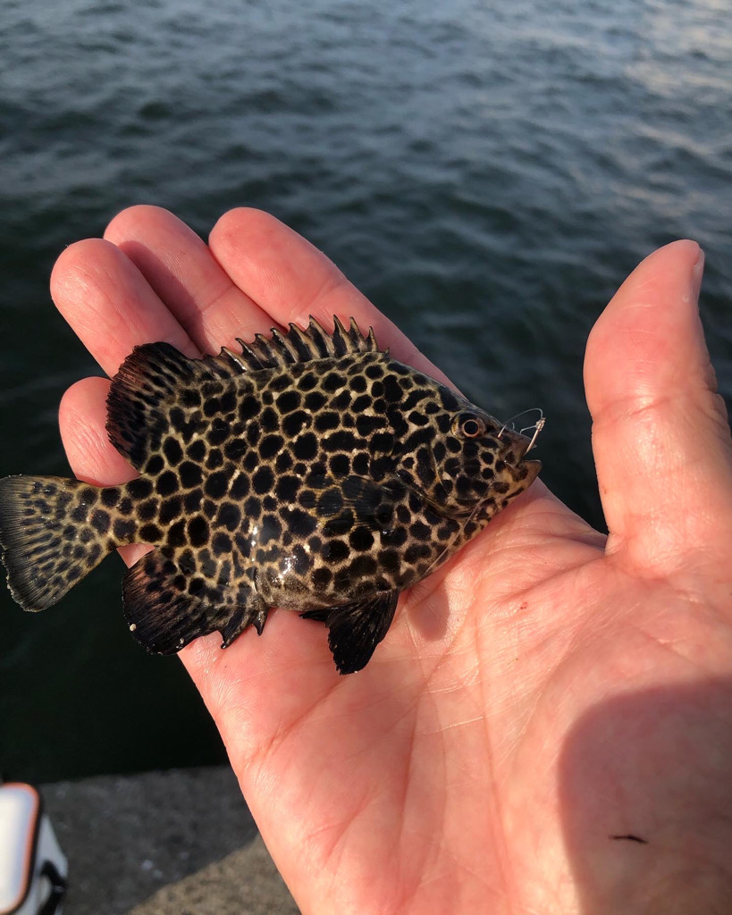 エビ撒きでグレ釣り