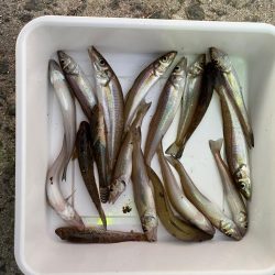 ちょい投げでキス