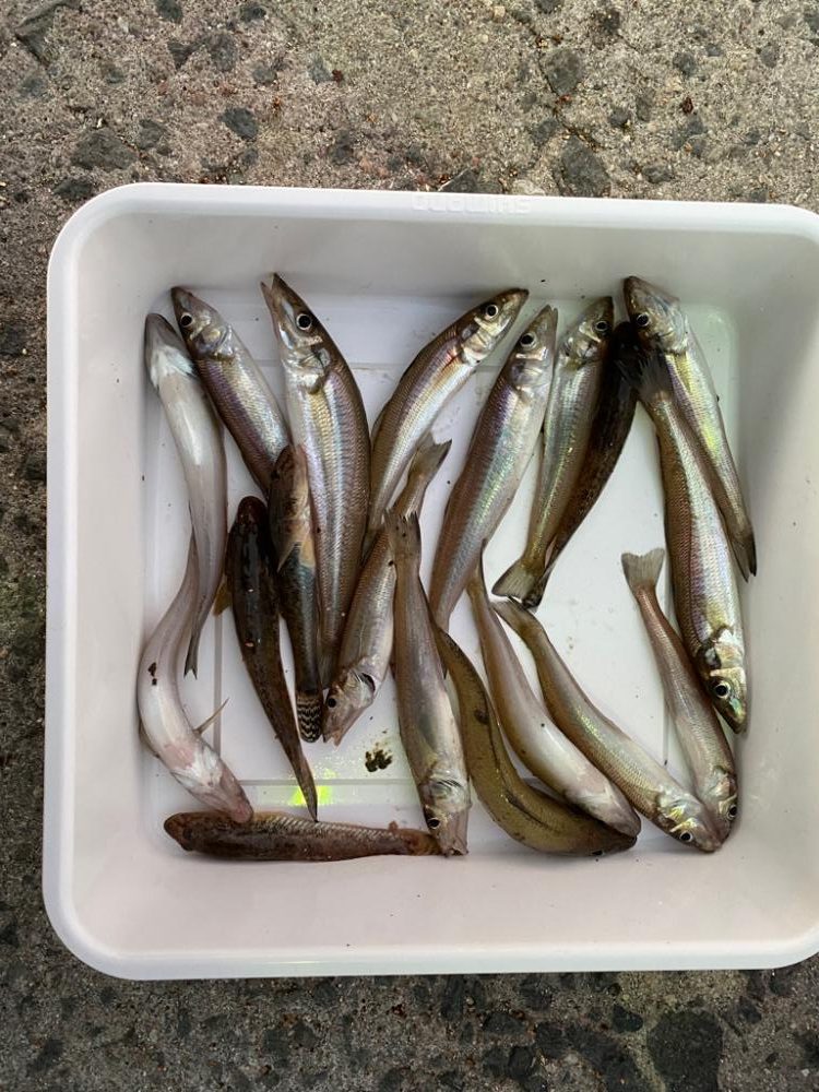 ちょい投げでキス