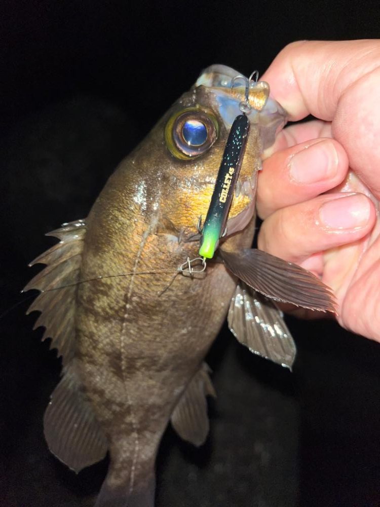 メバルプラッキング