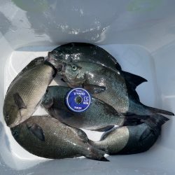 New Vハード強し❗️