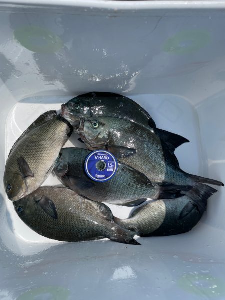 New Vハード強し❗️