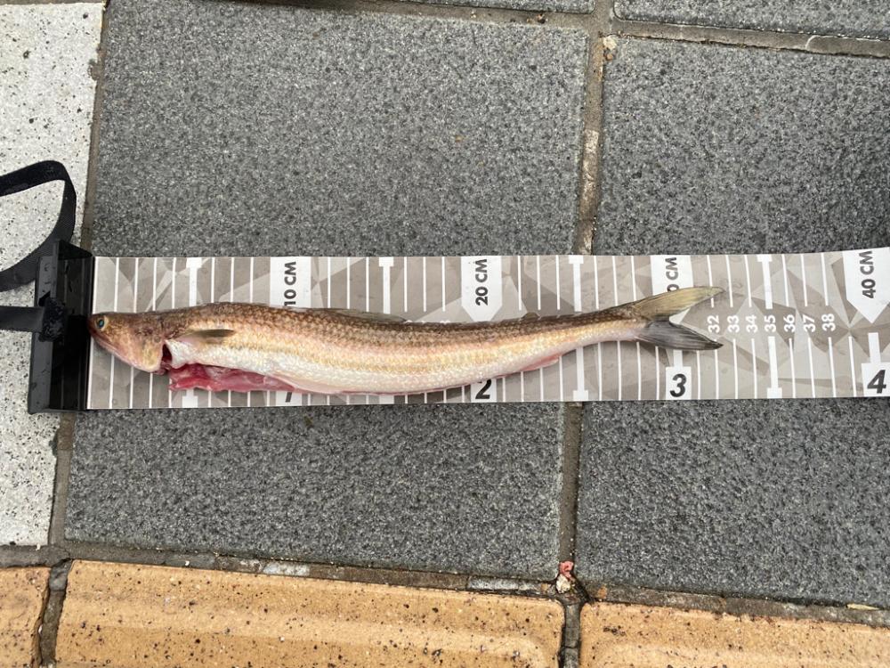 和歌山ショアジギ