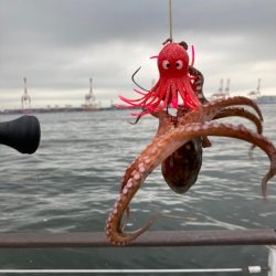 湾奥コスモ蛸。育ち悪くも増加16杯。。