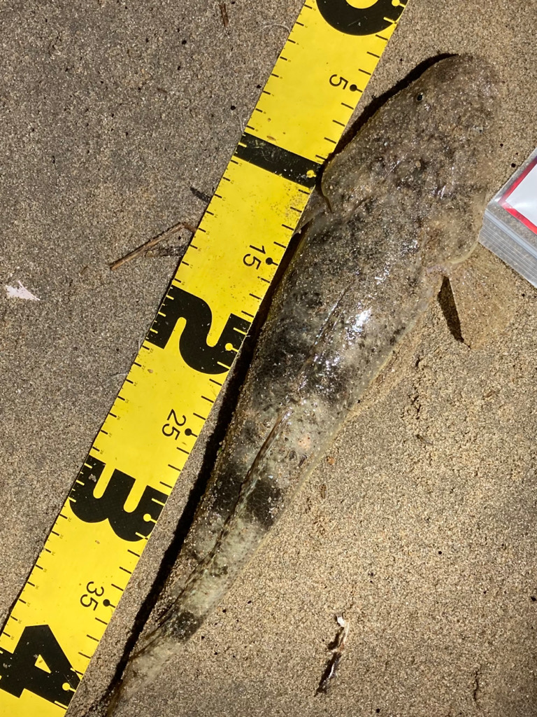 マゴチフィッシング