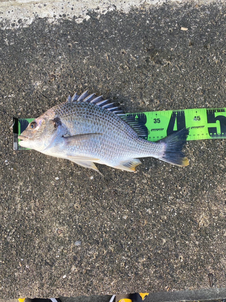 ヘチってきました