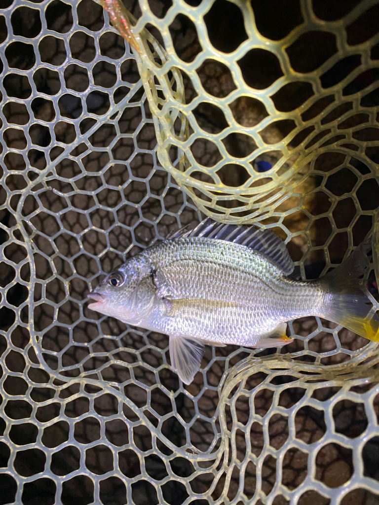 淀川ブリームゲーム