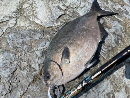 横島3番で梅雨グロ❗️