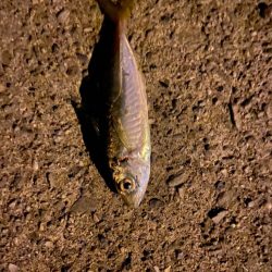 バースデイフィッシュ