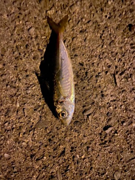 バースデイフィッシュ