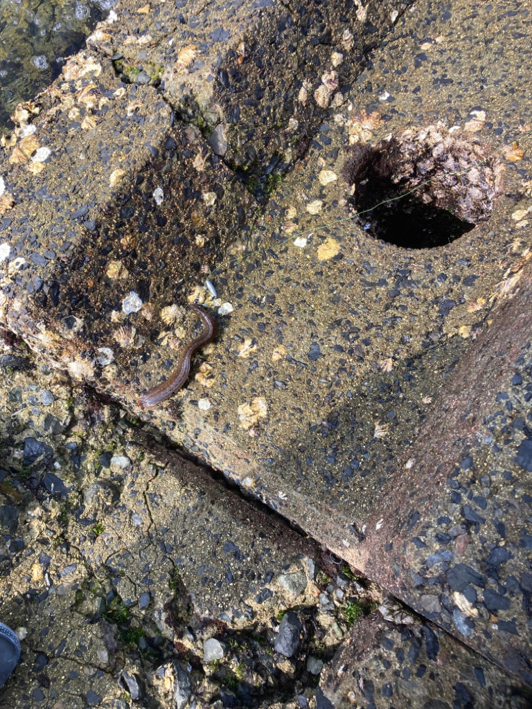 穴釣り&チヌヘチ釣りダブルヘッダー