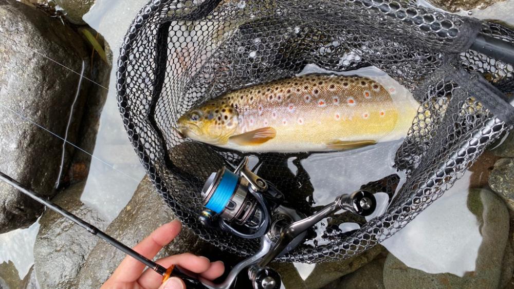 またもやトラウト