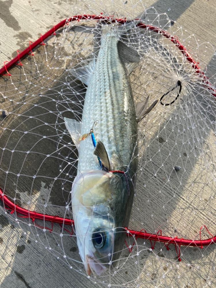 親子ライトショアジギング