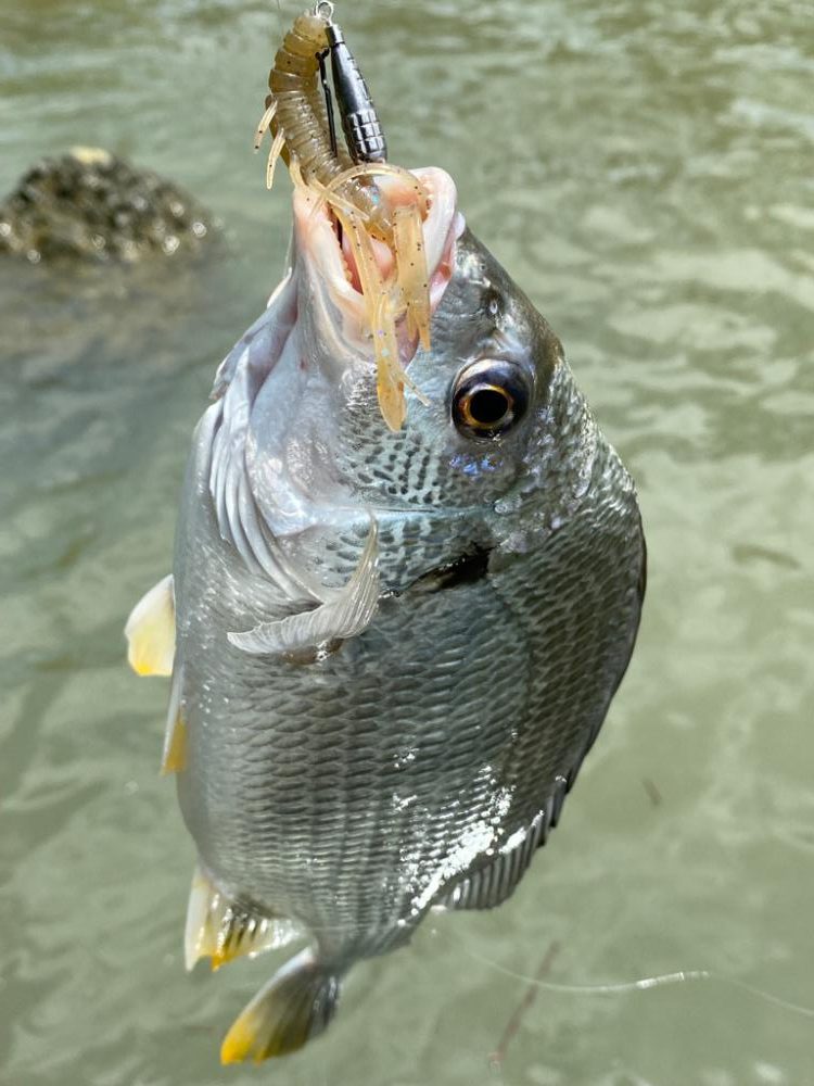 チニング チニング チニング