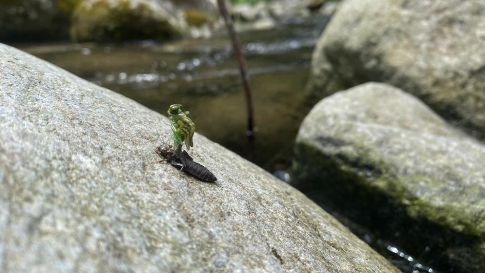 九州産○○○○トラウト