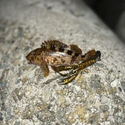 アコウ狙いも・・・