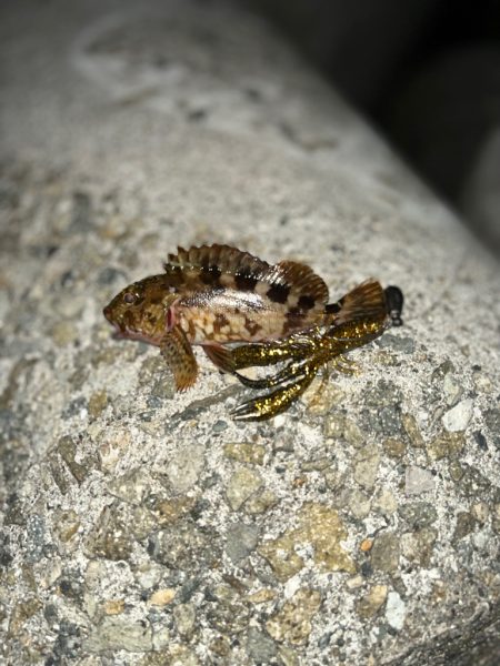 アコウ狙いも・・・