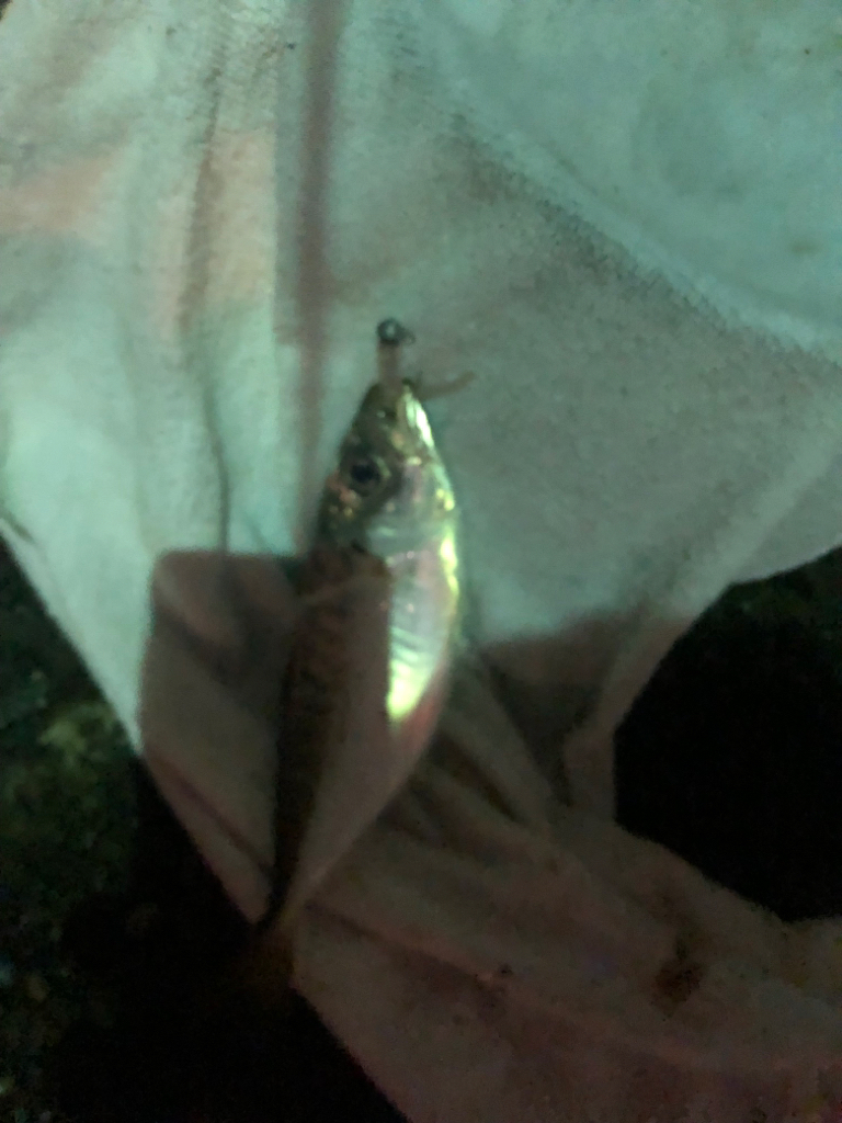 久しぶりの投稿