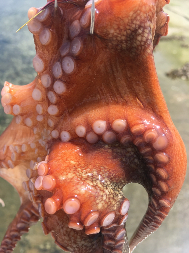 【タコフィネス】 タコエギをノーロストで連続51杯