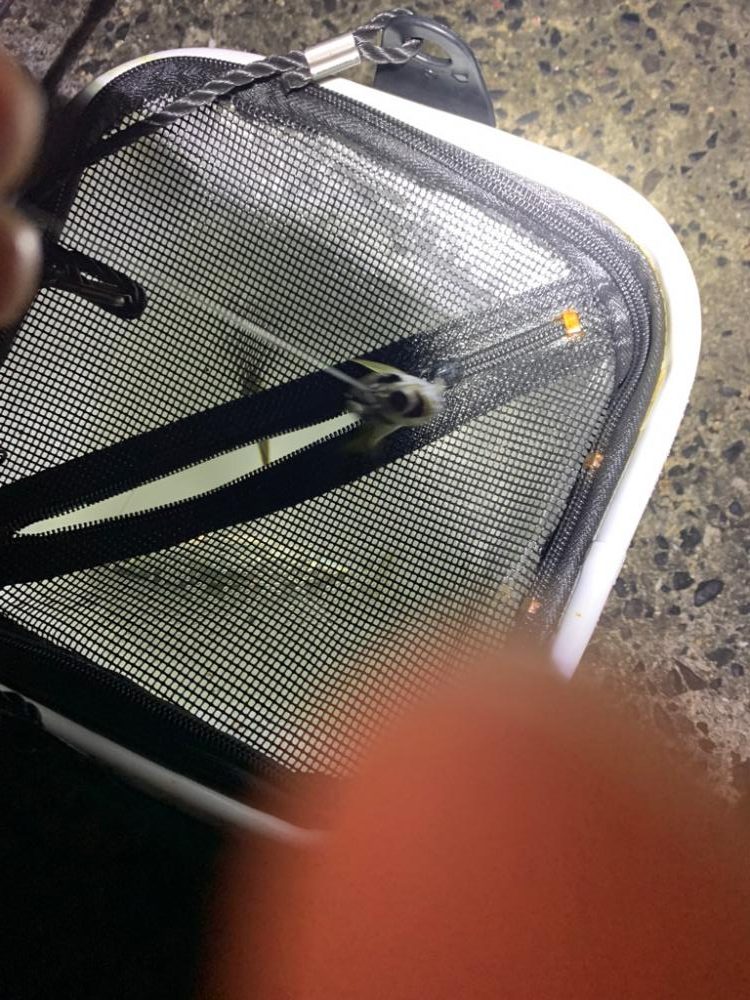 豆アジング初成功！