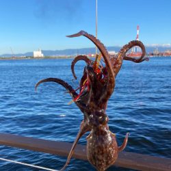 湾奥コスモ蛸事情。何とか6杯。。