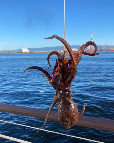 湾奥コスモ蛸事情。何とか6杯。。