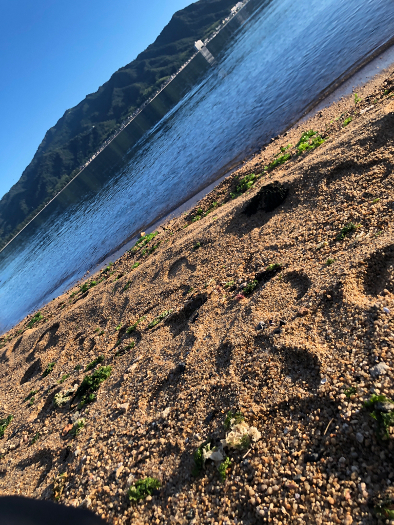 ちょい投げでフグ皆無で安心