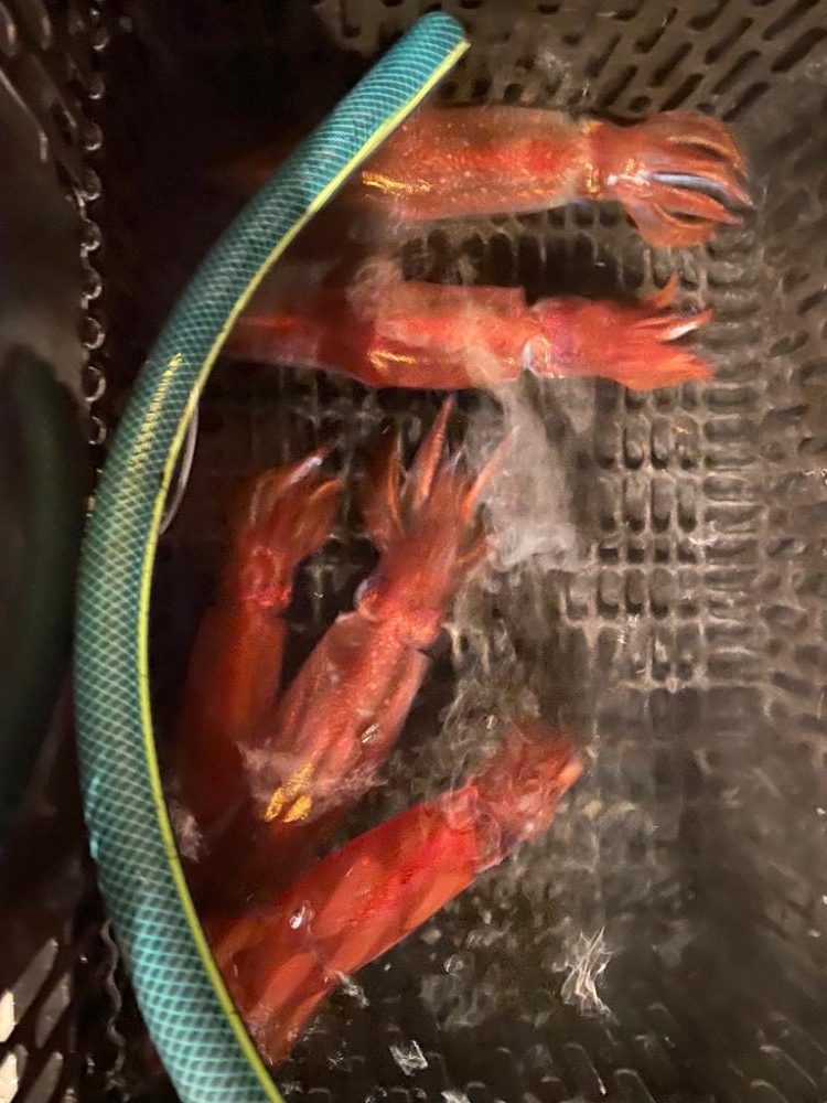 敦賀イカメタル