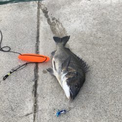 久しぶりのシュアタイラバ