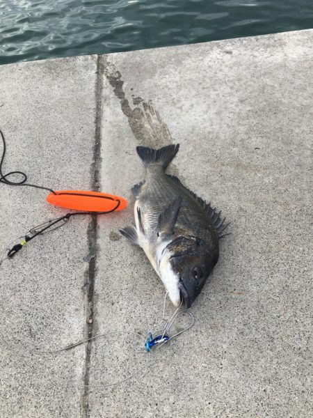 久しぶりのシュアタイラバ