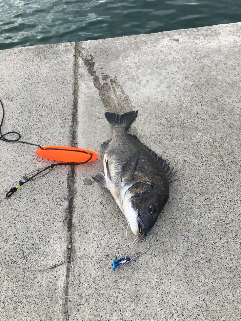 久しぶりのシュアタイラバ