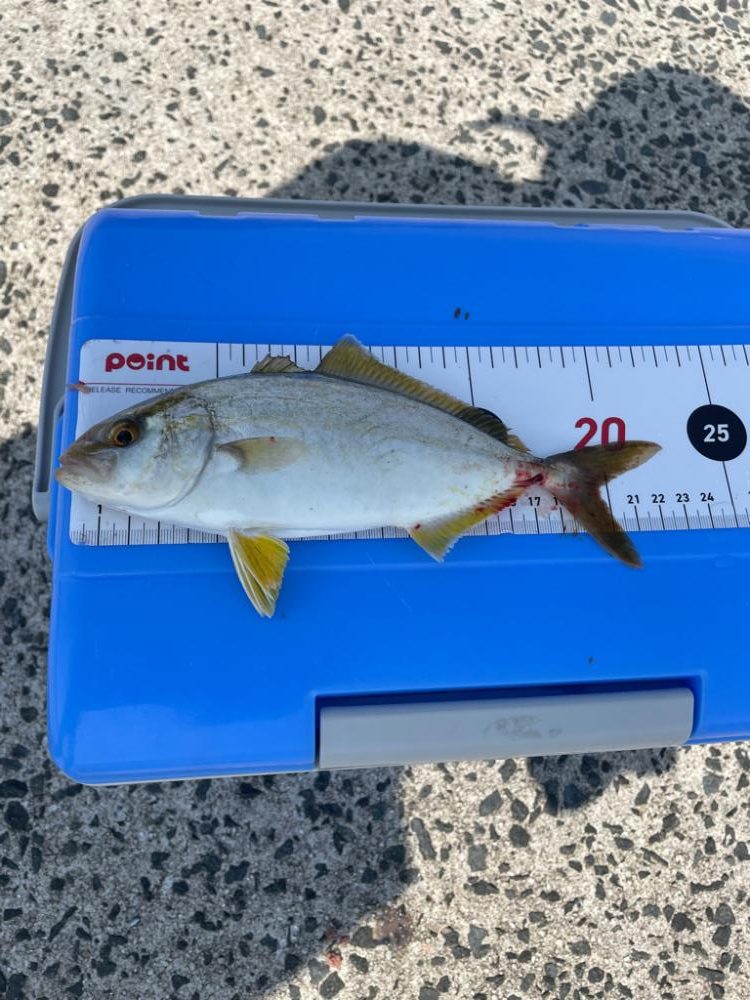 島根県　初、遠投サビキ。