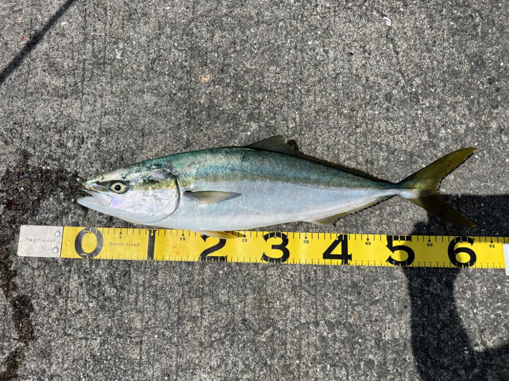 やっとメジロ出た。